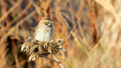 Bataklık Kirazkuşu