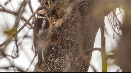 Orman alaca ağaçkakanı