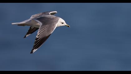 Küçük gümüş martı