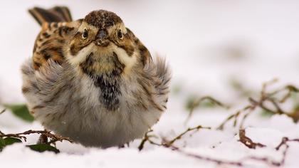 Bataklık Kirazkuşu