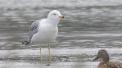 Van gölü martısı