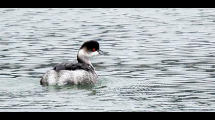 Karaboyunlu batağan