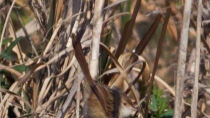 Dikkuyruklu ötleğen