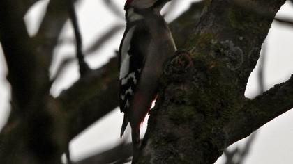 Orman alaca ağaçkakanı