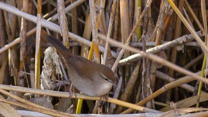 Kamışbülbülü