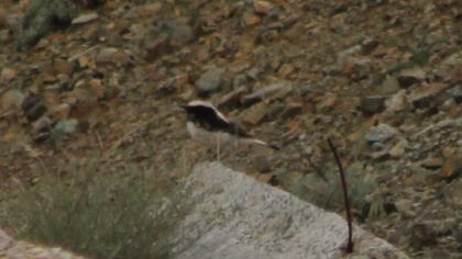 Aksırtlı kuyrukkakan