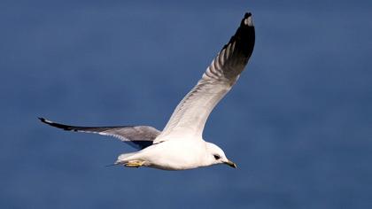 Küçük gümüş martı