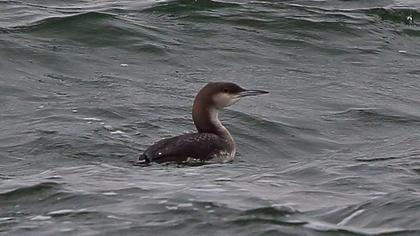 Karagerdanlı dalgıç