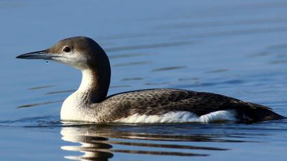 Karagerdanlı dalgıç