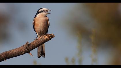 Maskeli örümcekkuşu