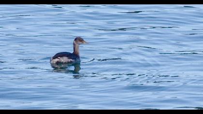 Kızılboyunlu batağan