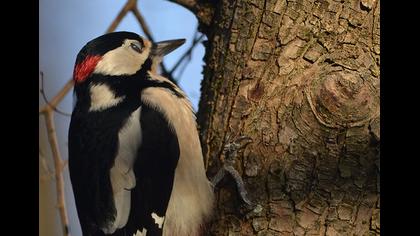 Orman alaca ağaçkakanı