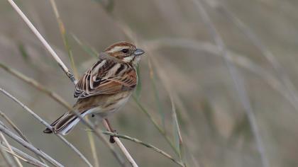 Bataklık Kirazkuşu