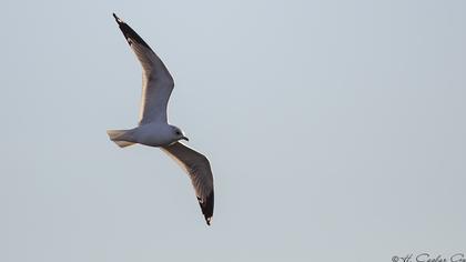 Küçük gümüş martı