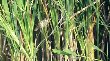 Bataklık kamışçını