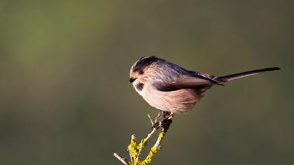 Uzunkuyruklu baştankara