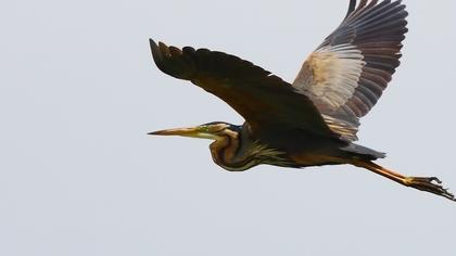 Erguvani balıkçıl