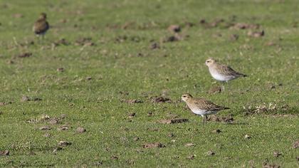 European Golden Plover