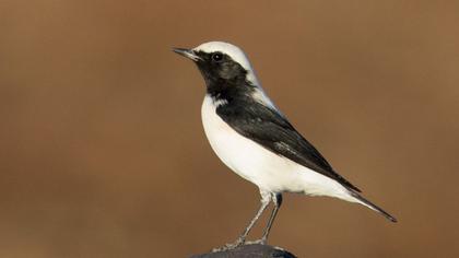 Aksırtlı kuyrukkakan