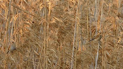 Bataklık Kirazkuşu