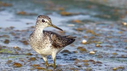 Orman düdükçünü