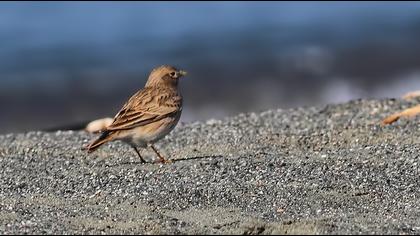 Türkistan çorak toygarı