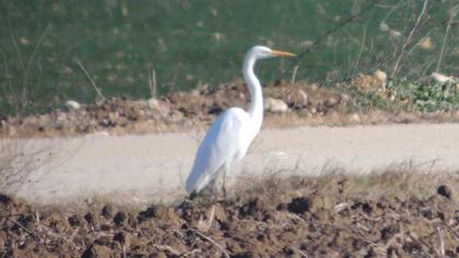 Büyük ak balıkçıl