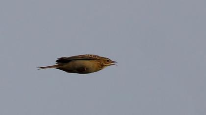 Richard`s Pipit