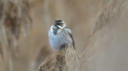 Bataklık Kirazkuşu