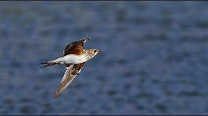 Bataklıkkırlangıcı