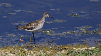 Orman düdükçünü