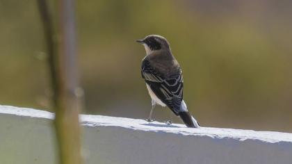 Karakulaklı kuyrukkakan