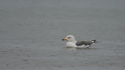 Van gölü martısı