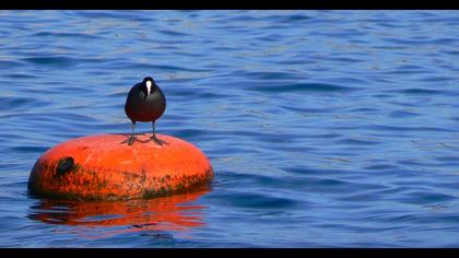 Eurasian Coot