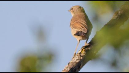 Akgerdanlı ötleğen