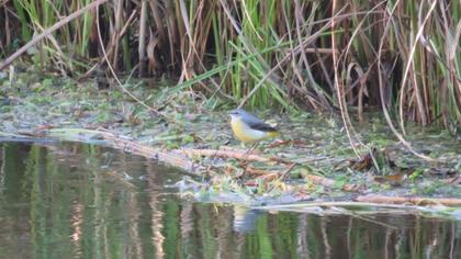 Dağ kuyruksallayanı