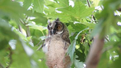 Kulaklı orman baykuşu