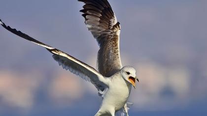 Küçük gümüş martı