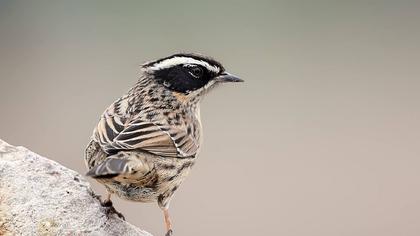 Sürmeli dağbülbülü