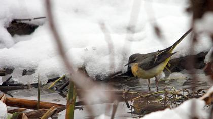 Dağ kuyruksallayanı