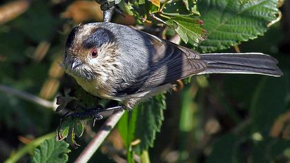 Uzunkuyruklu baştankara