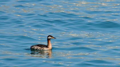 Kızılboyunlu batağan