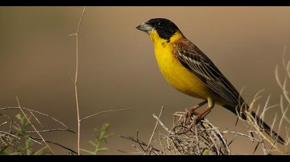 Karabaşlı kirazkuşu