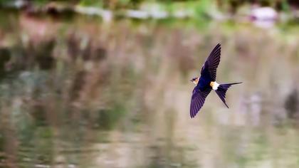 Kızıl kırlangıç