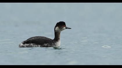 Karaboyunlu batağan