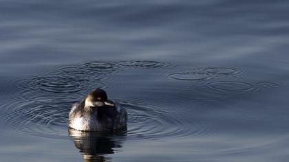 Karaboyunlu batağan