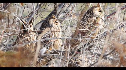 Kulaklı orman baykuşu