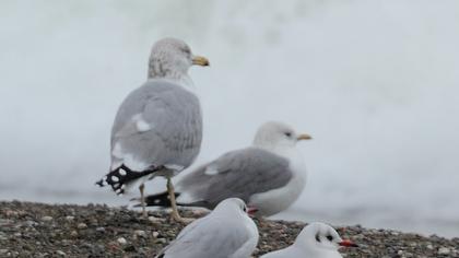Kuzey gümüş martı