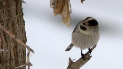 Uzunkuyruklu baştankara