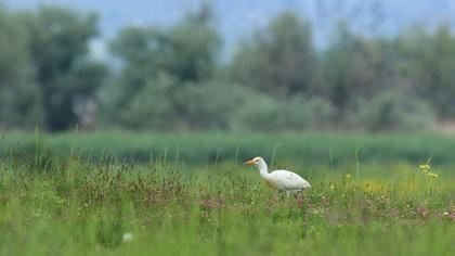 Sığır balıkçılı